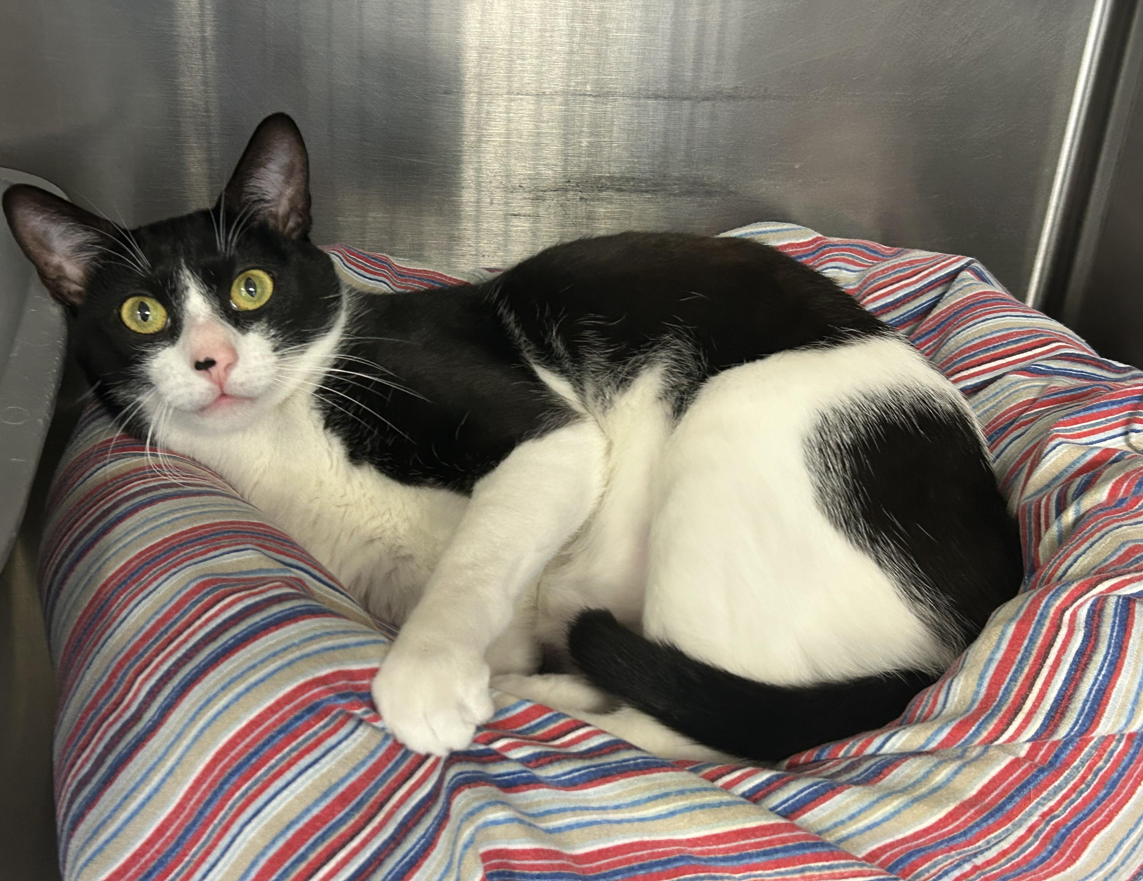 Oreo, a ADOPTABLE Domestic Short Hair in Sudbury, MA image 3/3