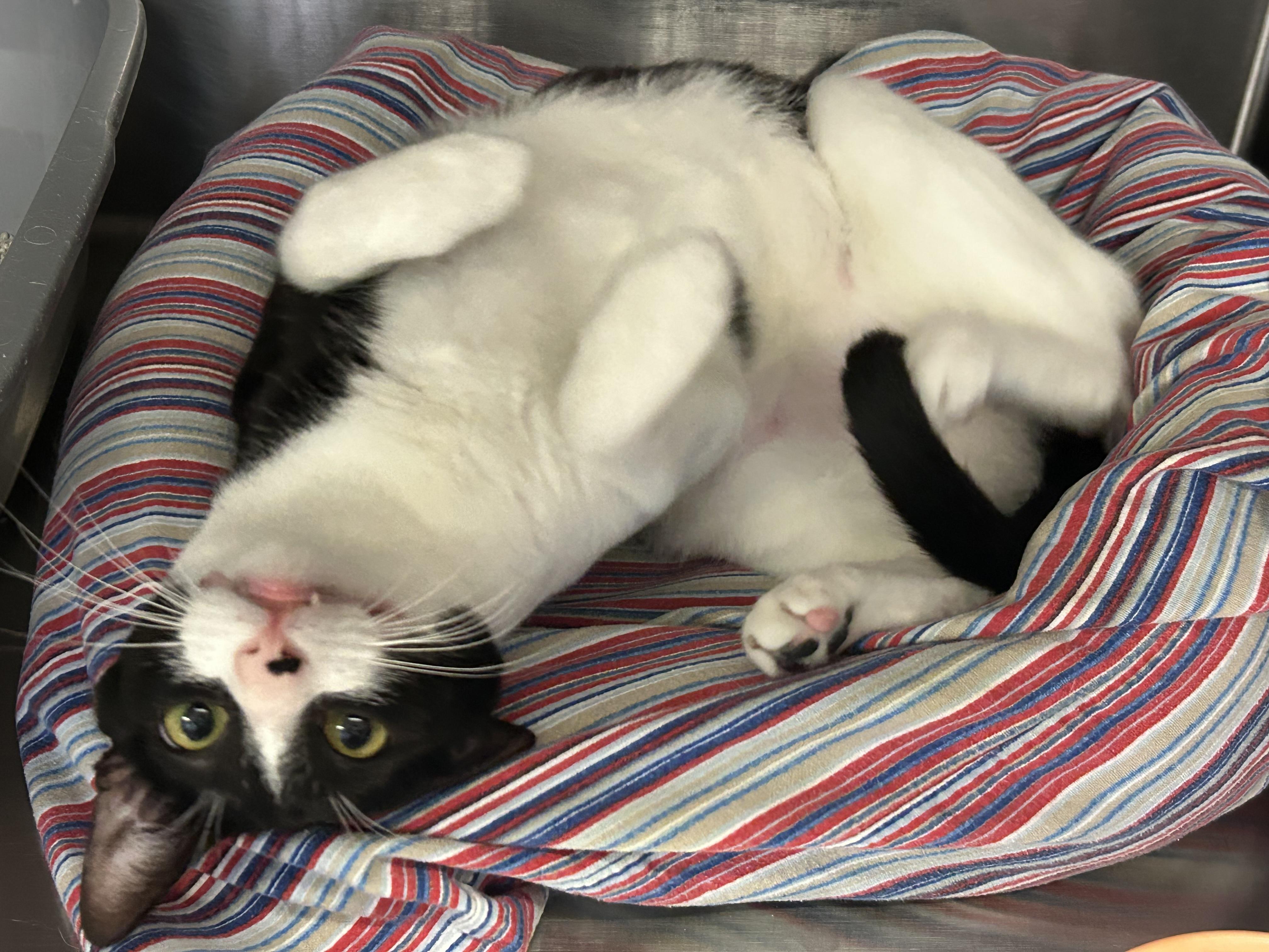 Oreo, a ADOPTABLE Domestic Short Hair in Sudbury, MA image 1/3