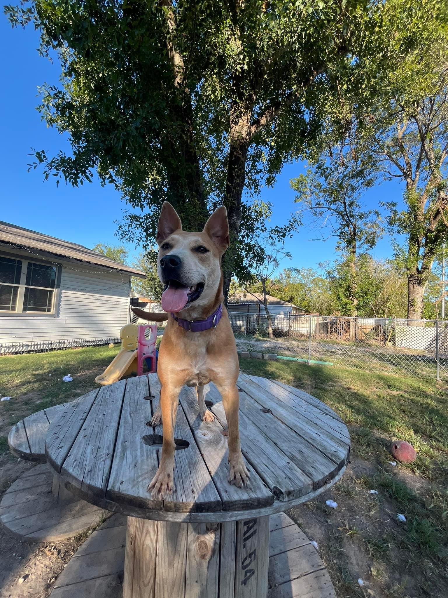 Sierra photo 4