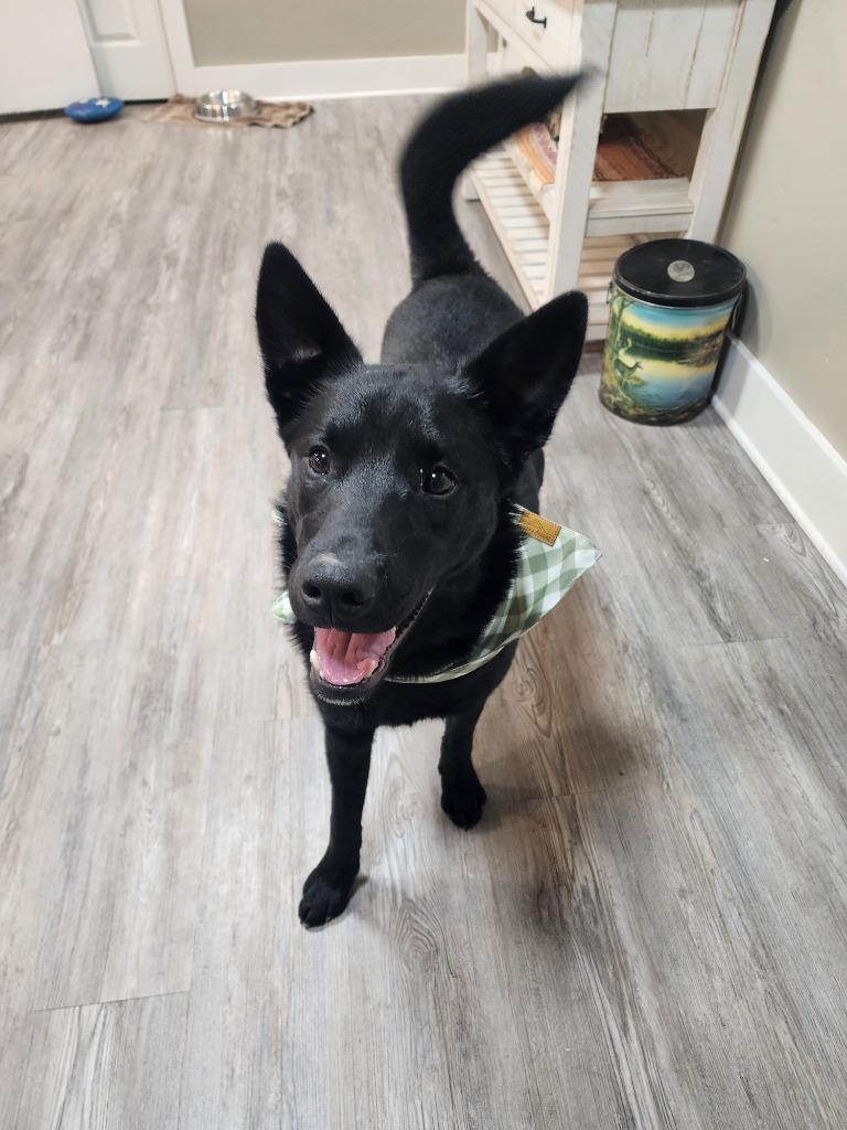 Enlarge Puppy - Enzo, a Adoptable Mixed Breed in Emmett, ID image 1/1