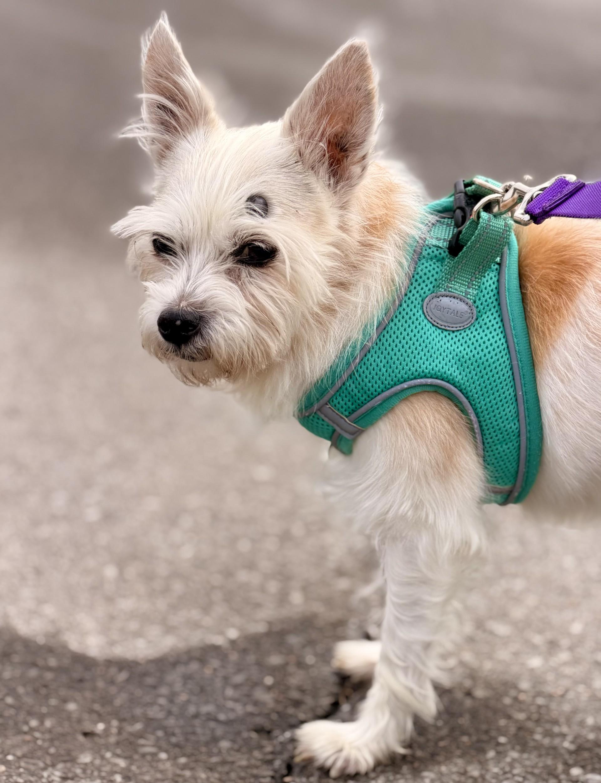 Enlarge Nala, a ADOPTABLE Fox Terrier in Mount Juliet, TN image 1/3
