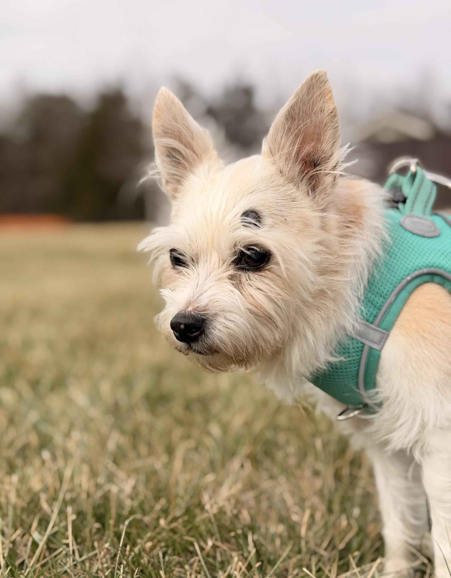 Enlarge Nala, a ADOPTABLE Fox Terrier in Mount Juliet, TN image 2/3