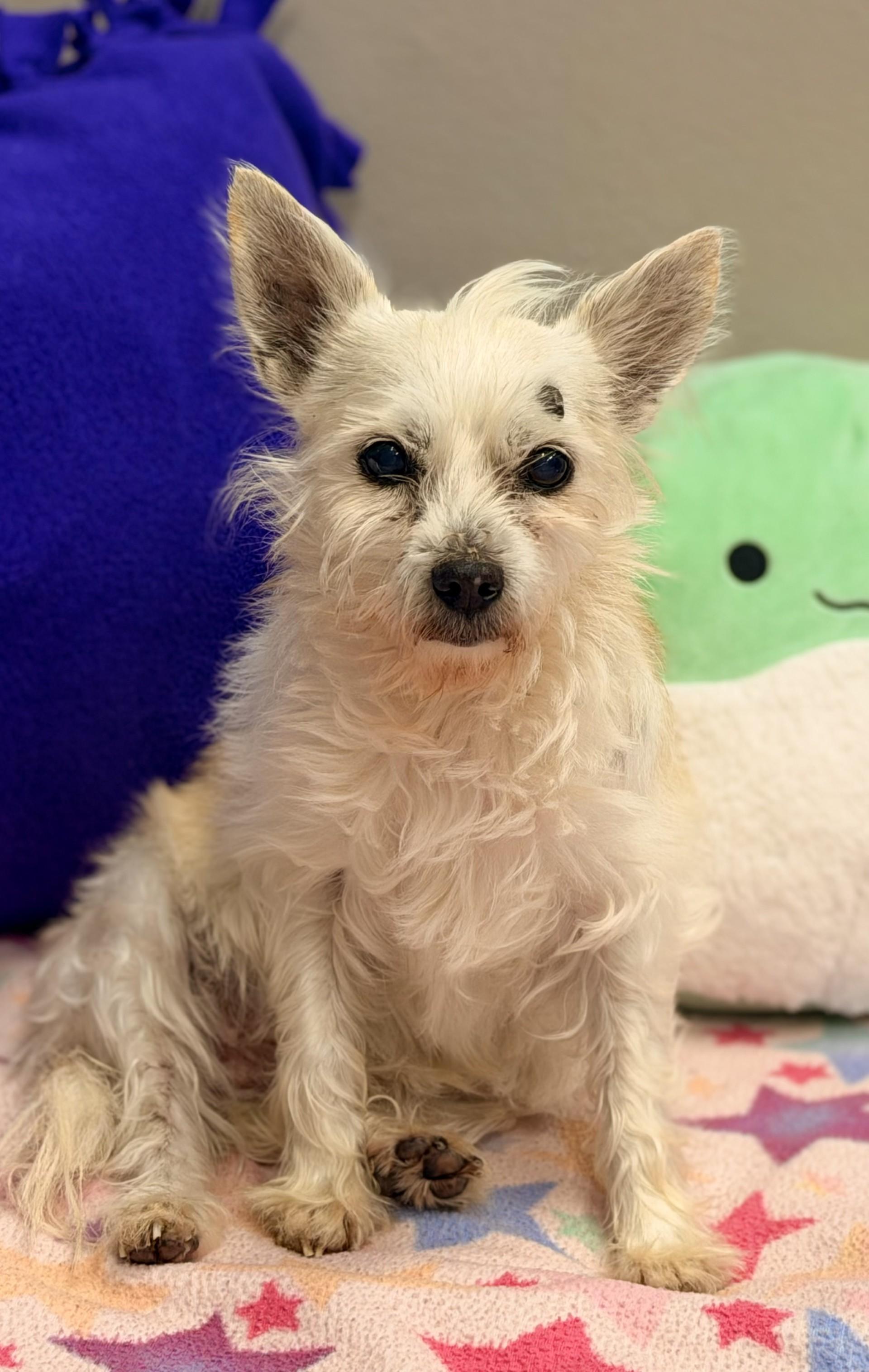 Enlarge Nala, a ADOPTABLE Fox Terrier in Mount Juliet, TN image 3/3