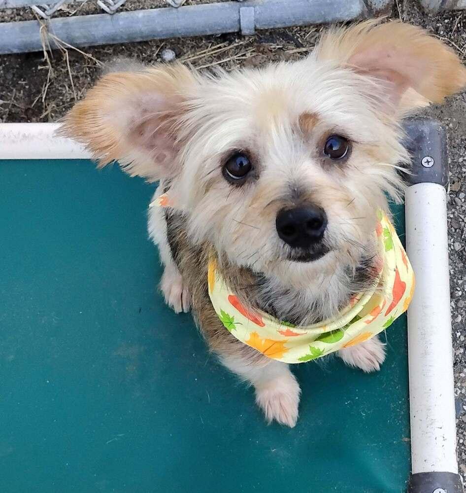 Coco, Adoptable, Adult Male Yorkshire Terrier.