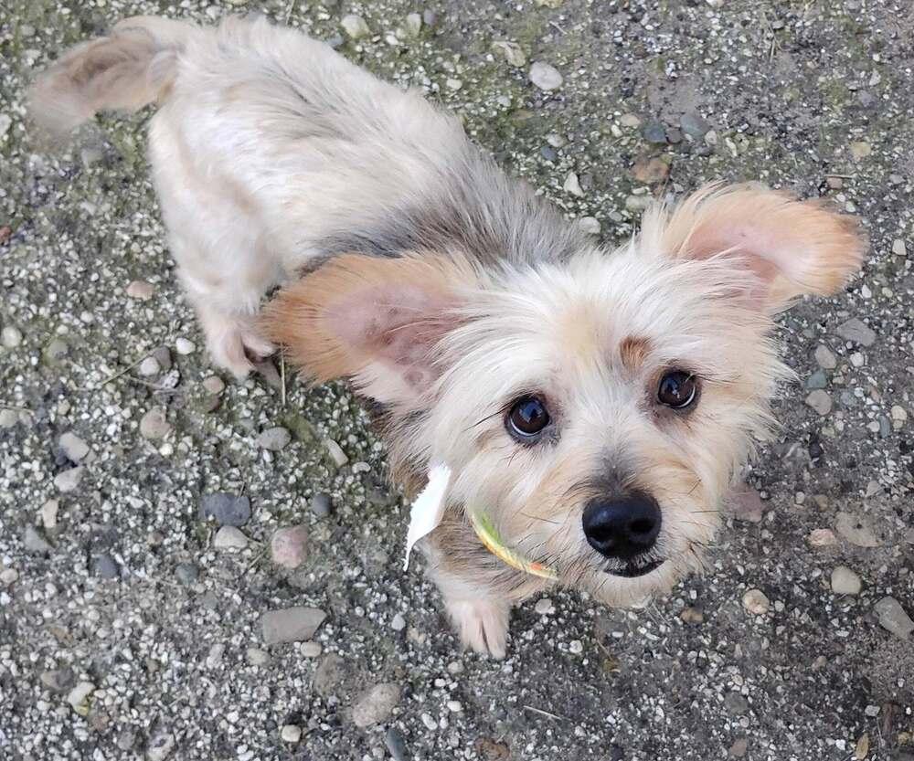 Enlarge Coco, a Adoptable mixed breed in Mishawaka, IN image 2/4