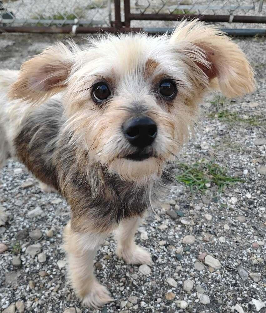 Enlarge Coco, a Adoptable mixed breed in Mishawaka, IN image 4/4