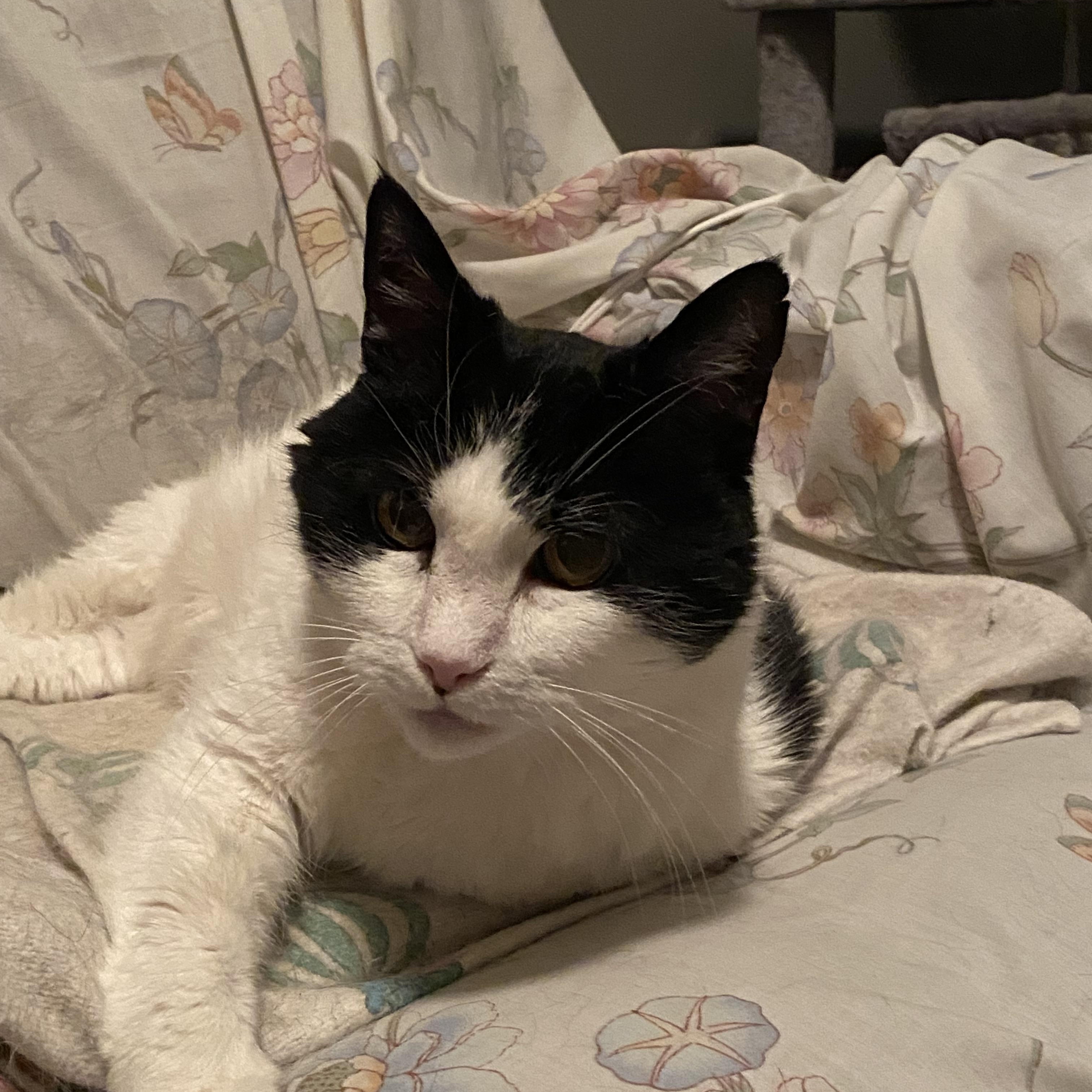 Enlarge Nala, a Adoptable Domestic Short Hair in Duluth, GA image 3/6