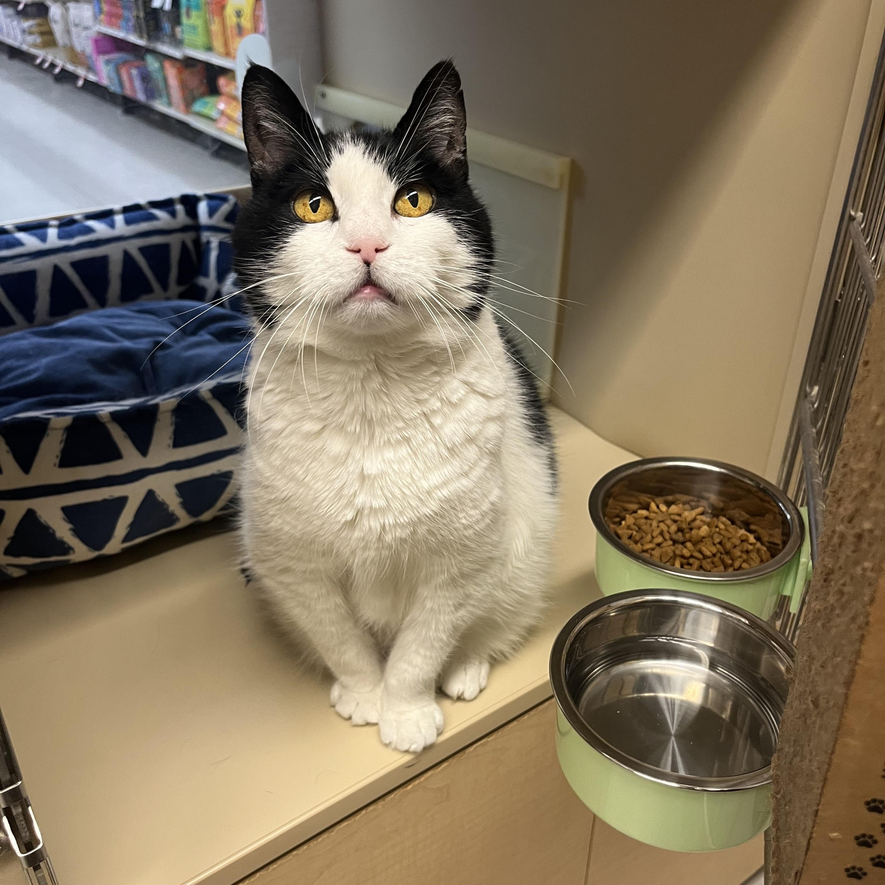 Enlarge Nala, a Adoptable Domestic Short Hair in Duluth, GA image 2/6