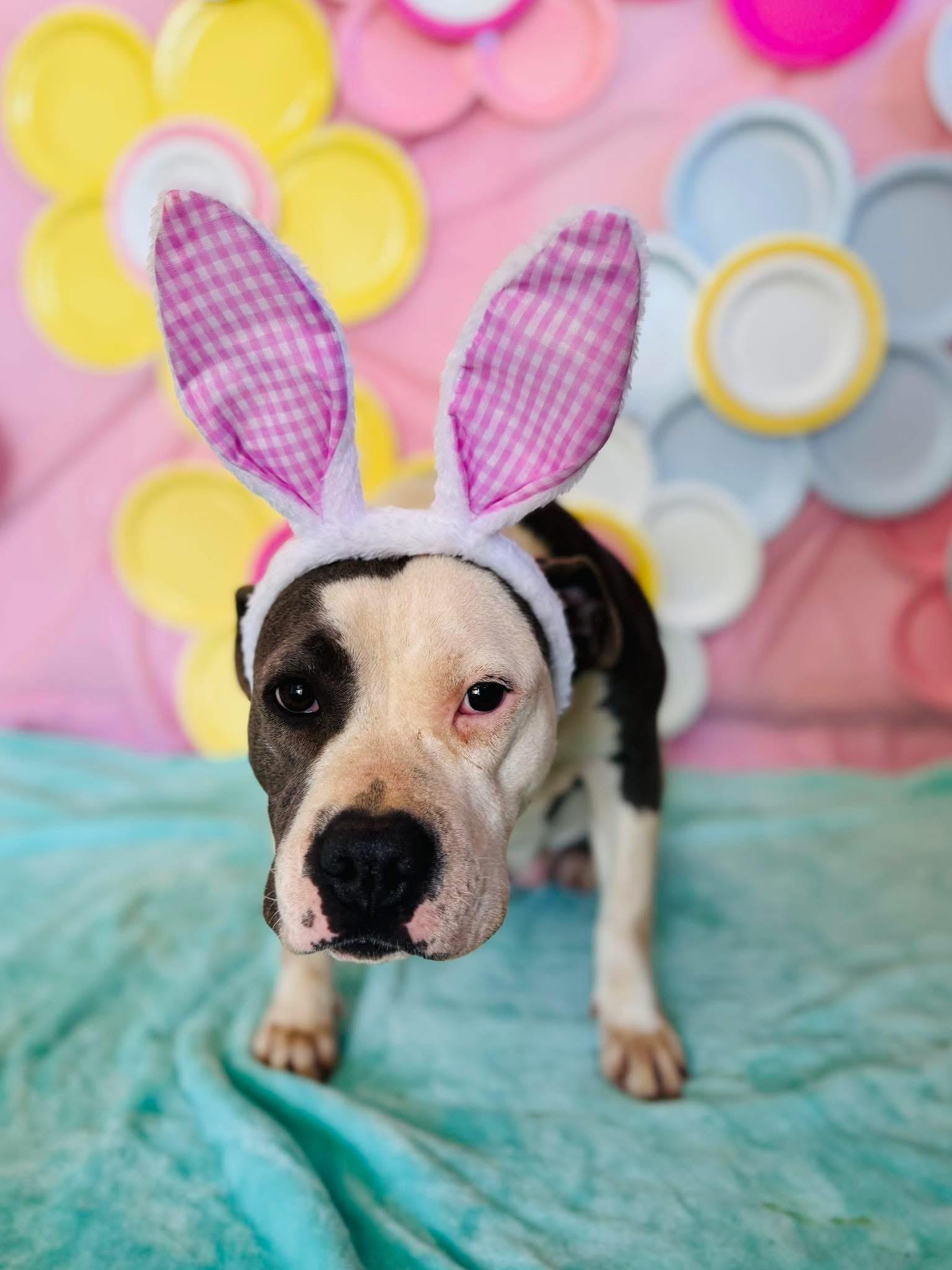 Enlarge Jo, a ADOPTABLE Pit Bull Terrier in Chickasha, OK image 2/3