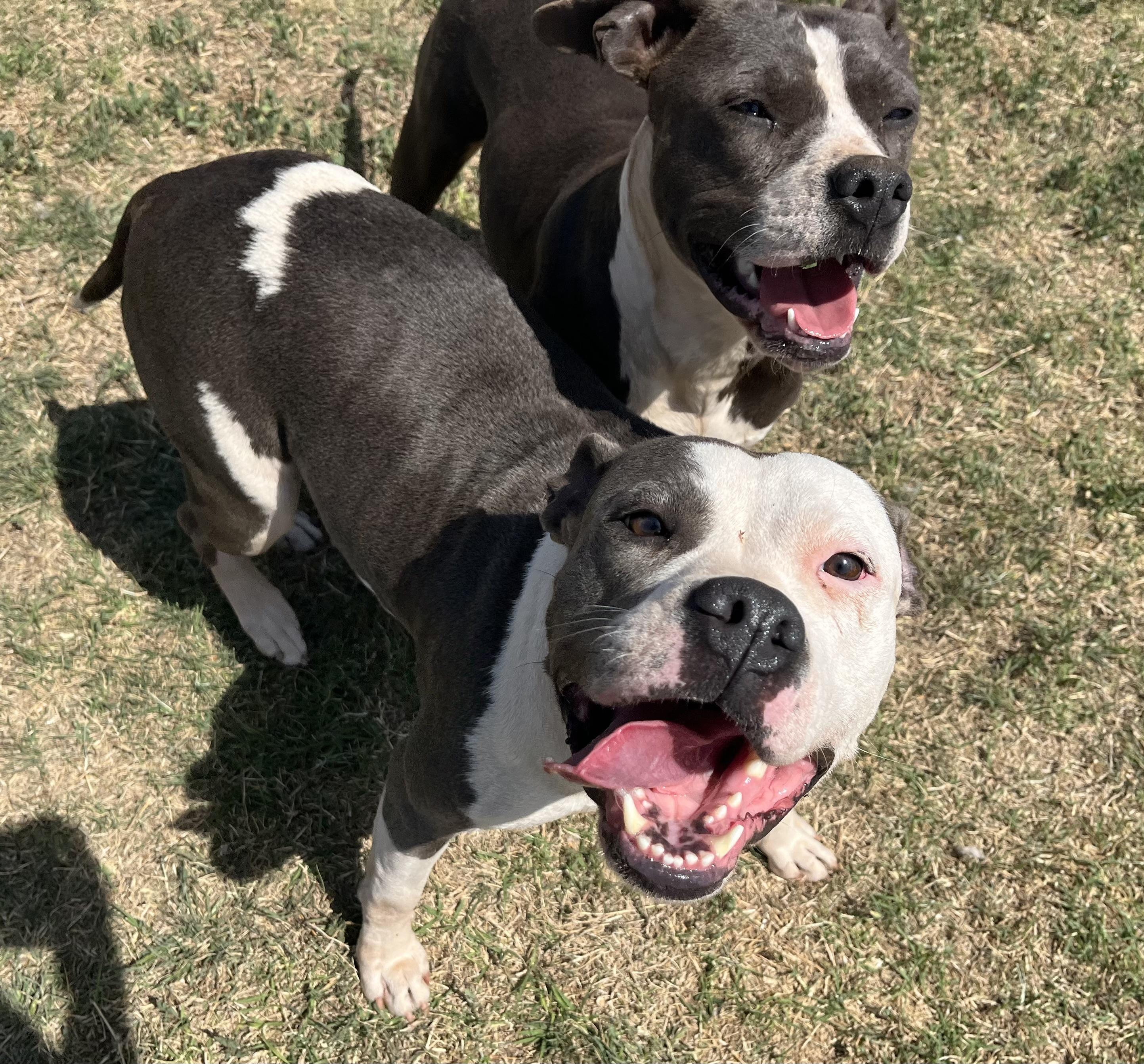 Enlarge Jo, a ADOPTABLE Pit Bull Terrier in Chickasha, OK image 3/3