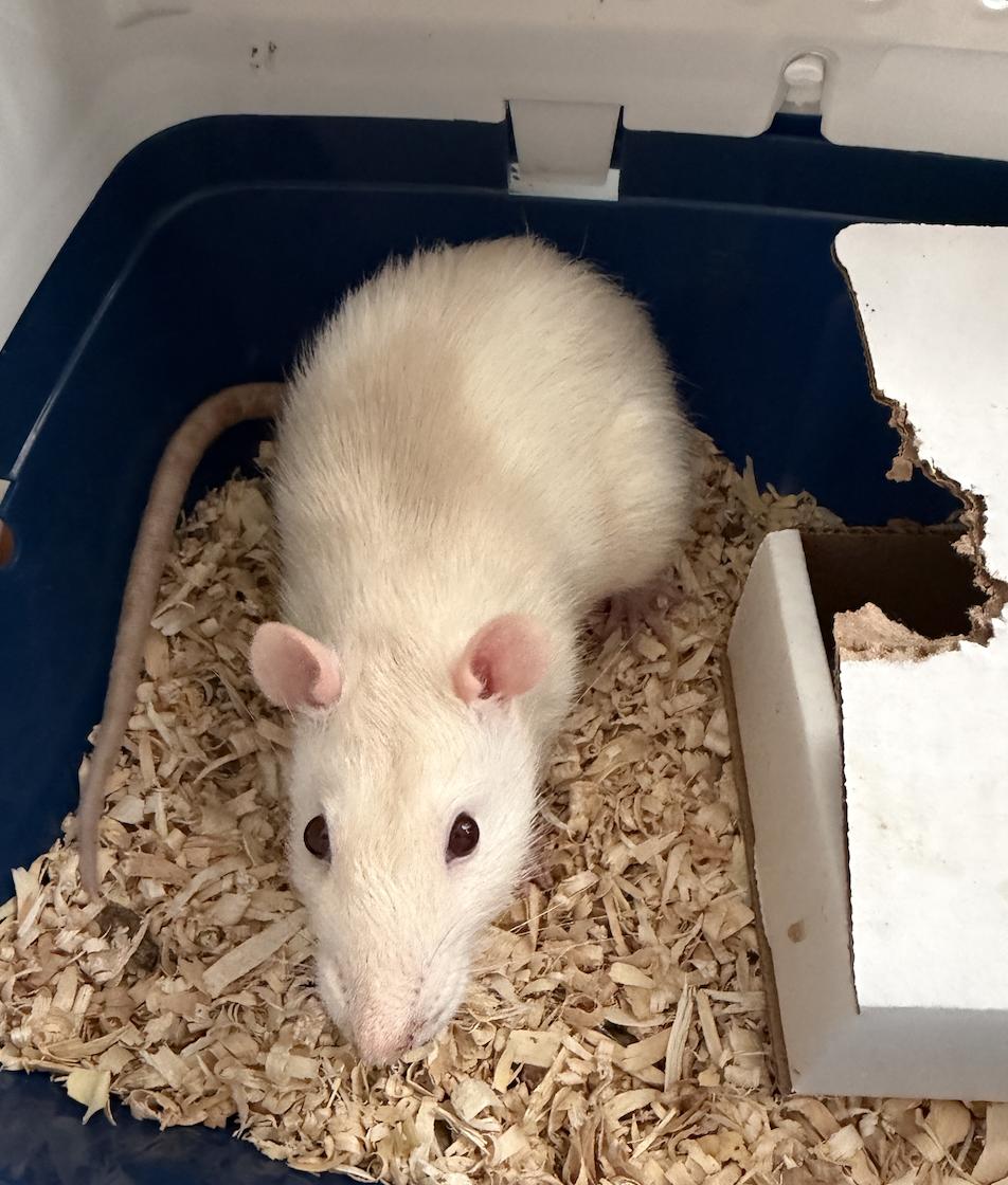 Enlarge Dillinger, a ADOPTABLE Rat in Minneapolis, MN image 3/3