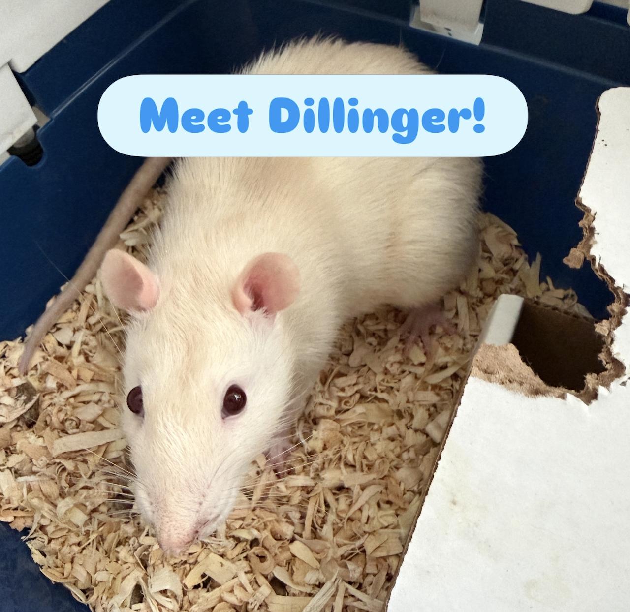 Dillinger, ADOPTABLE, Adult Male Rat.
