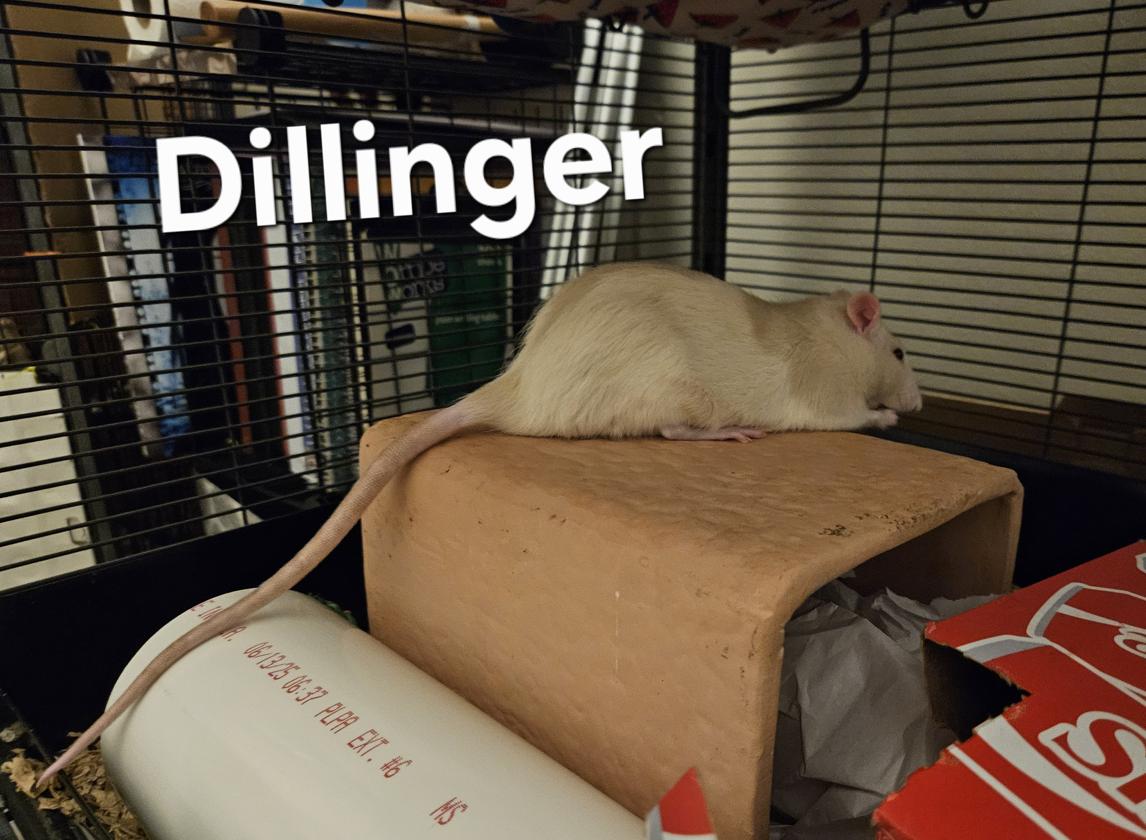 Enlarge Dillinger, a ADOPTABLE Rat in Minneapolis, MN image 2/3