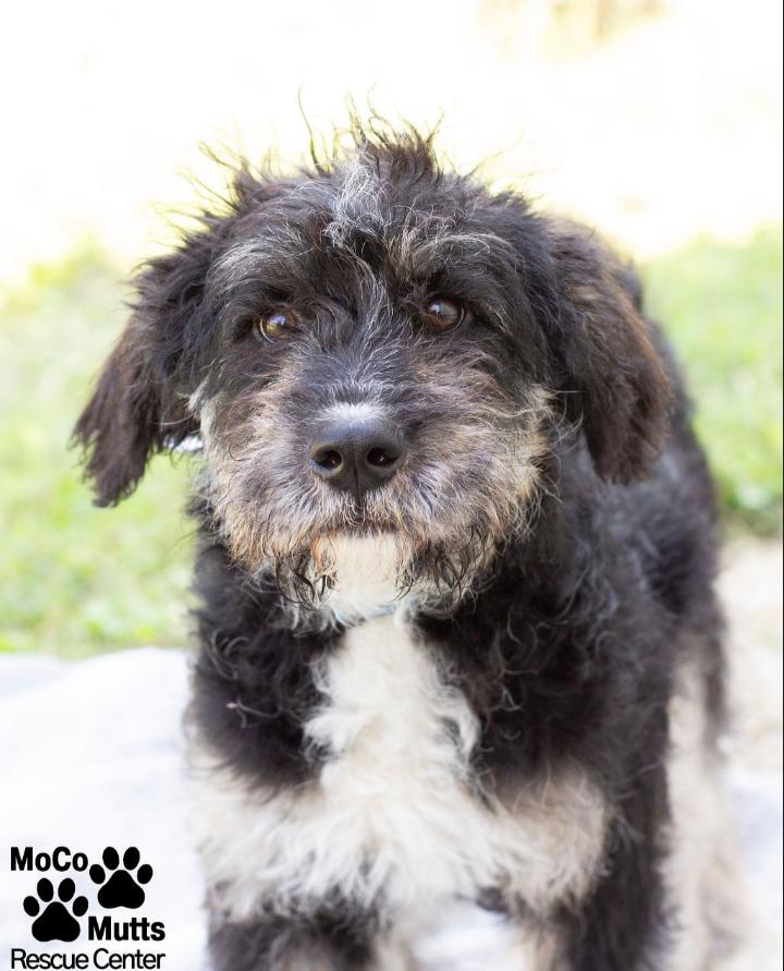 Enlarge Outlaw, an adopted mixed breed in Sunbright, TN image 2/3