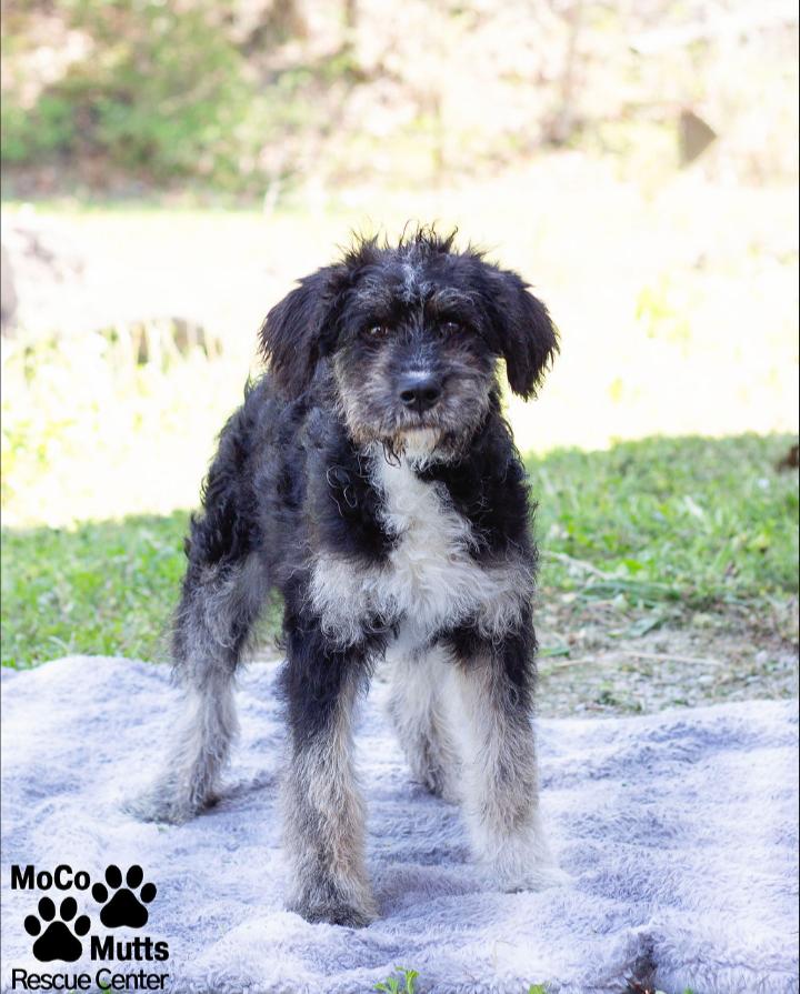 Enlarge Outlaw, an adopted mixed breed in Sunbright, TN image 1/3