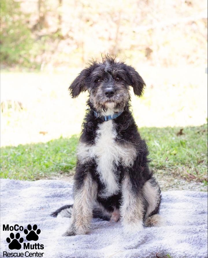 Enlarge Outlaw, an adopted mixed breed in Sunbright, TN image 3/3