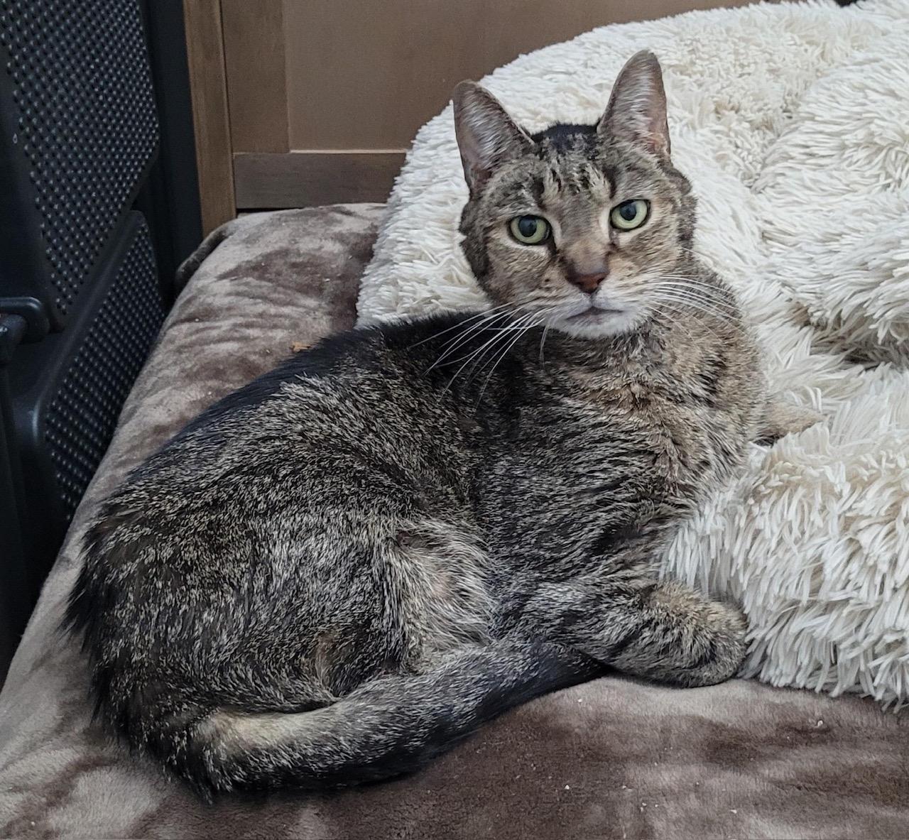 Smokey, a ADOPTABLE Domestic Short Hair in Washington Grove, MD image 2/3
