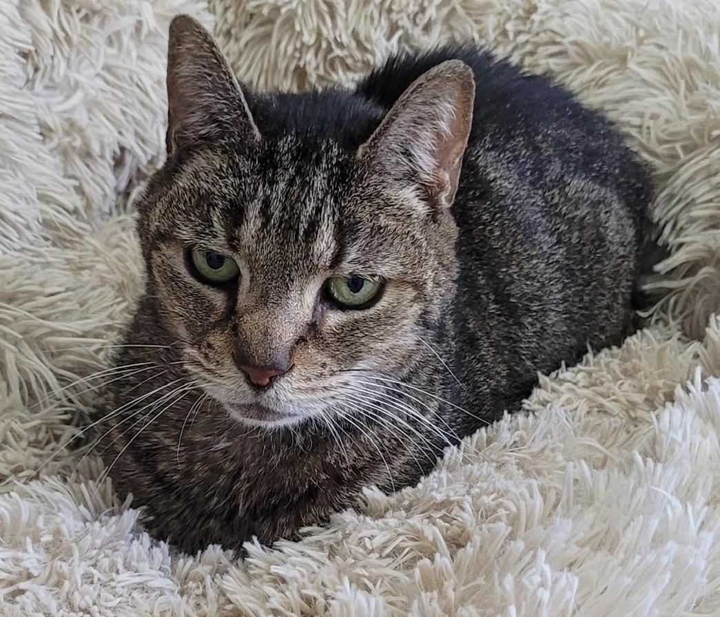Smokey, a ADOPTABLE Domestic Short Hair in Washington Grove, MD image 1/3