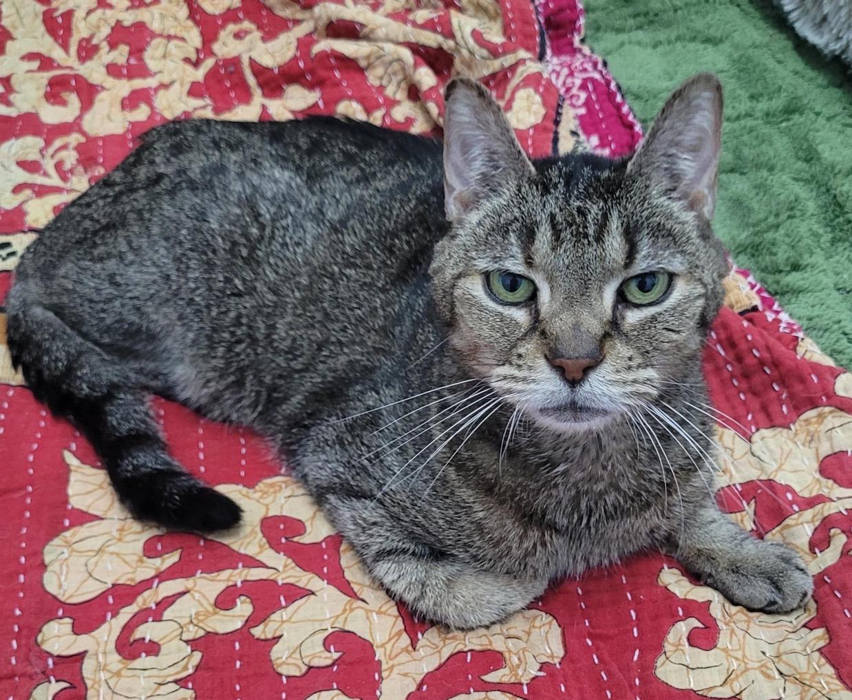 Smokey, a ADOPTABLE Domestic Short Hair in Washington Grove, MD image 3/3