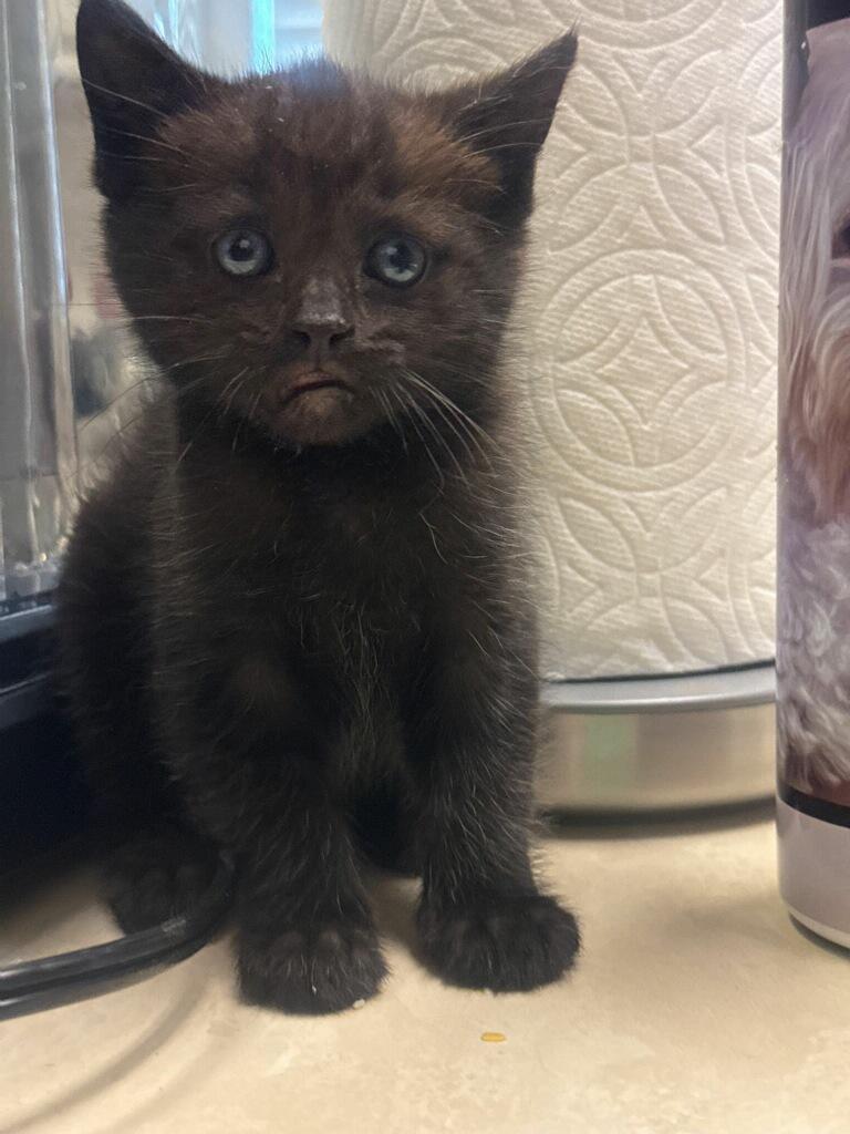 BB, Young Male Bombay