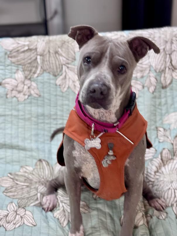 Moxi, a Adoptable Pit Bull Terrier in Las Vegas, NV image 1/4