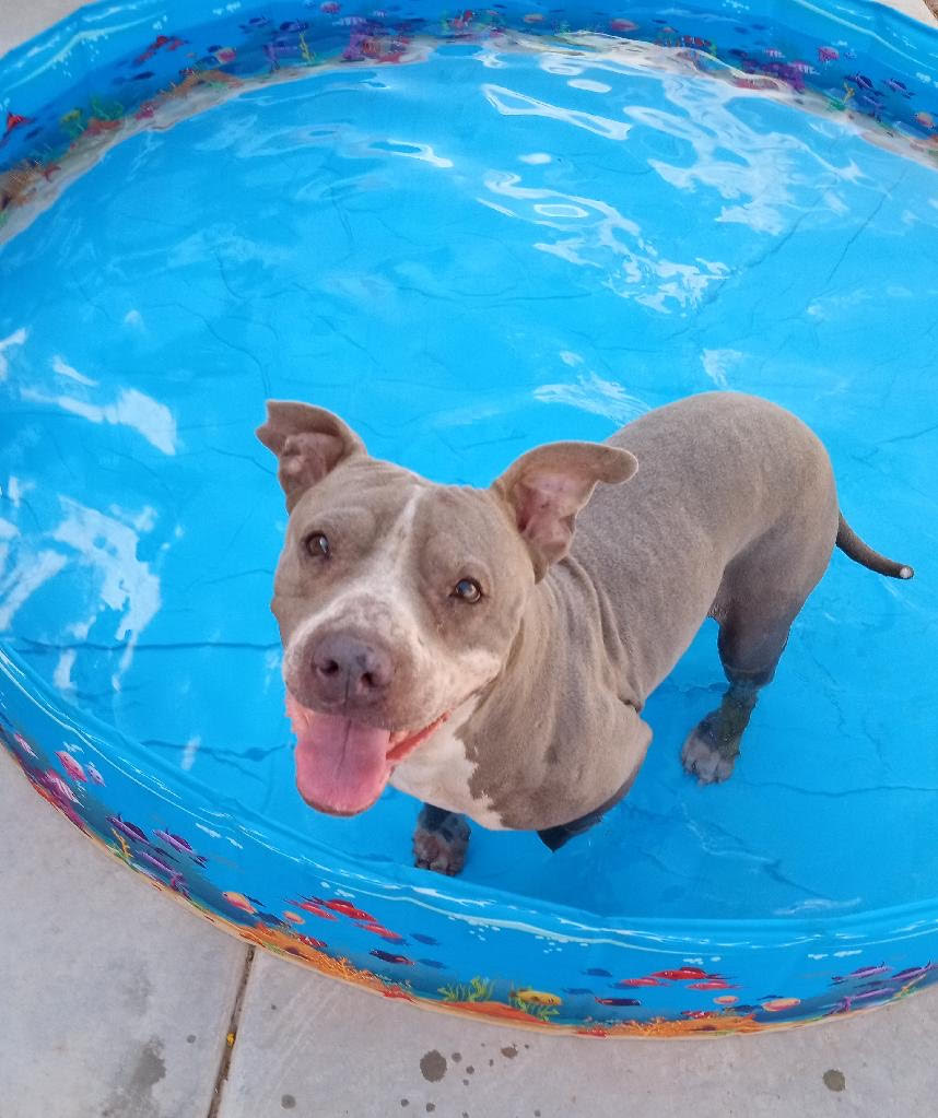 Moxi, a Adoptable Pit Bull Terrier in Las Vegas, NV image 2/4