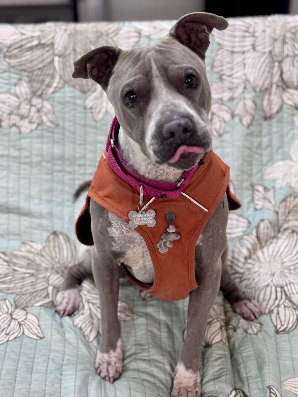 Moxi, a Adoptable Pit Bull Terrier in Las Vegas, NV image 3/4