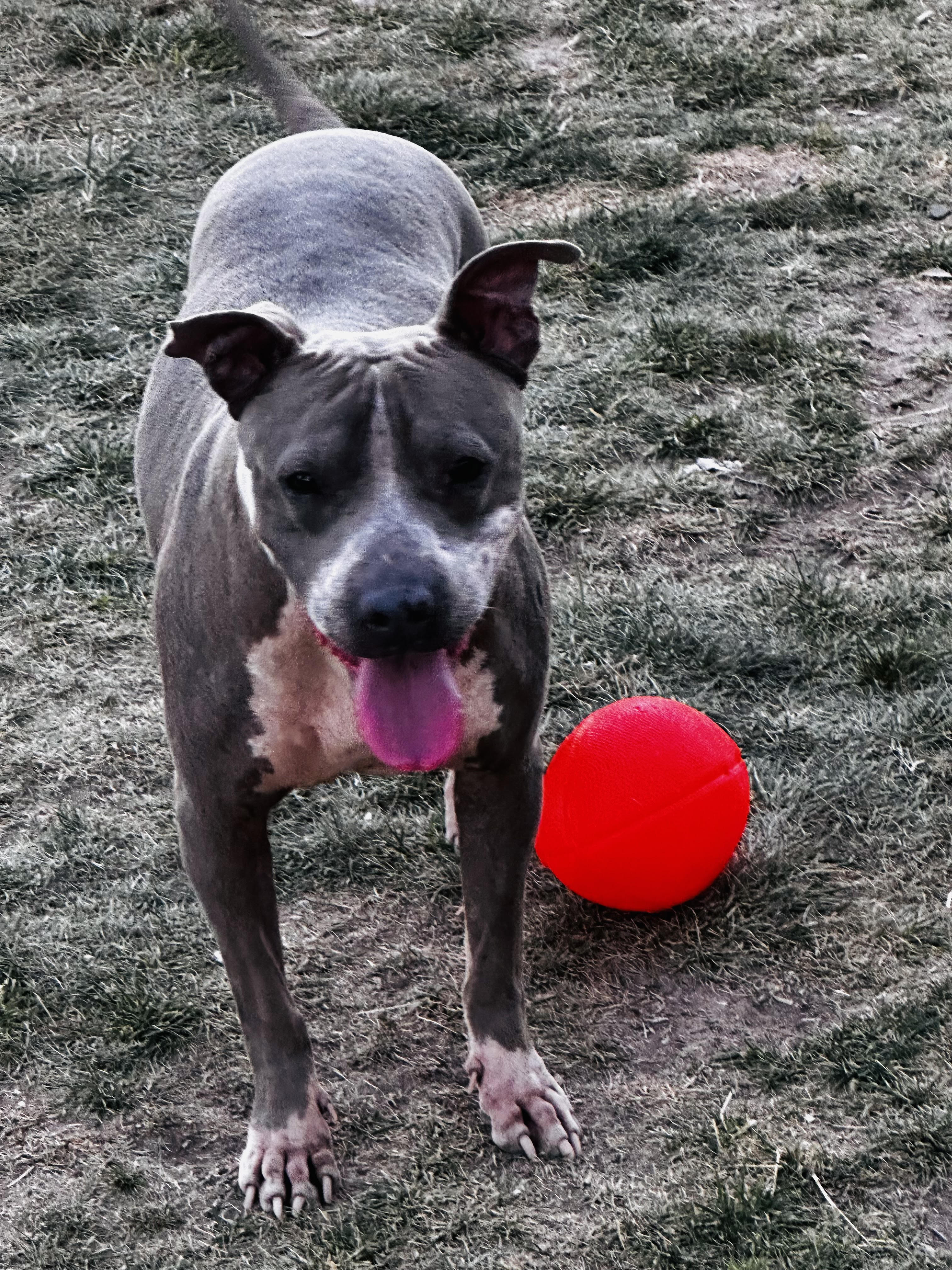 Moxi, a Adoptable Pit Bull Terrier in Las Vegas, NV image 4/4