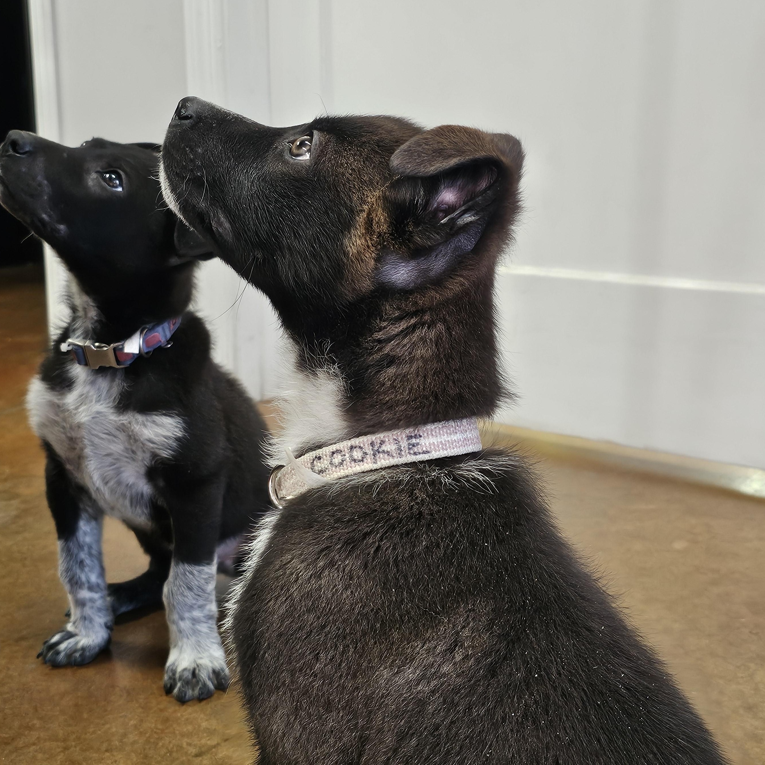 Enlarge Cookie, an adopted mixed breed in Tallahassee, FL image 6/6