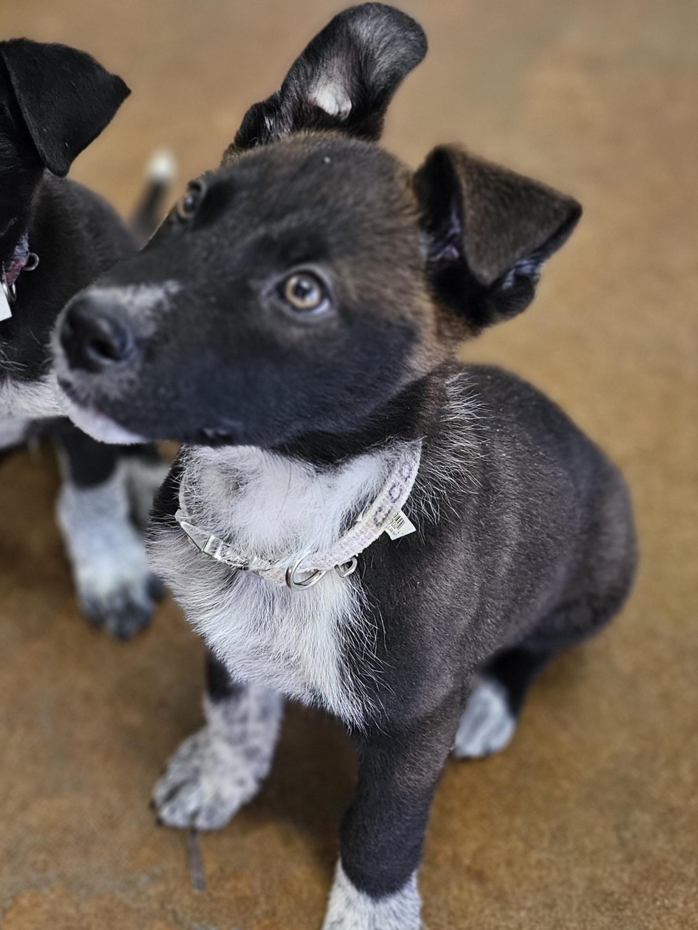 Enlarge Cookie, an adopted mixed breed in Tallahassee, FL image 3/6