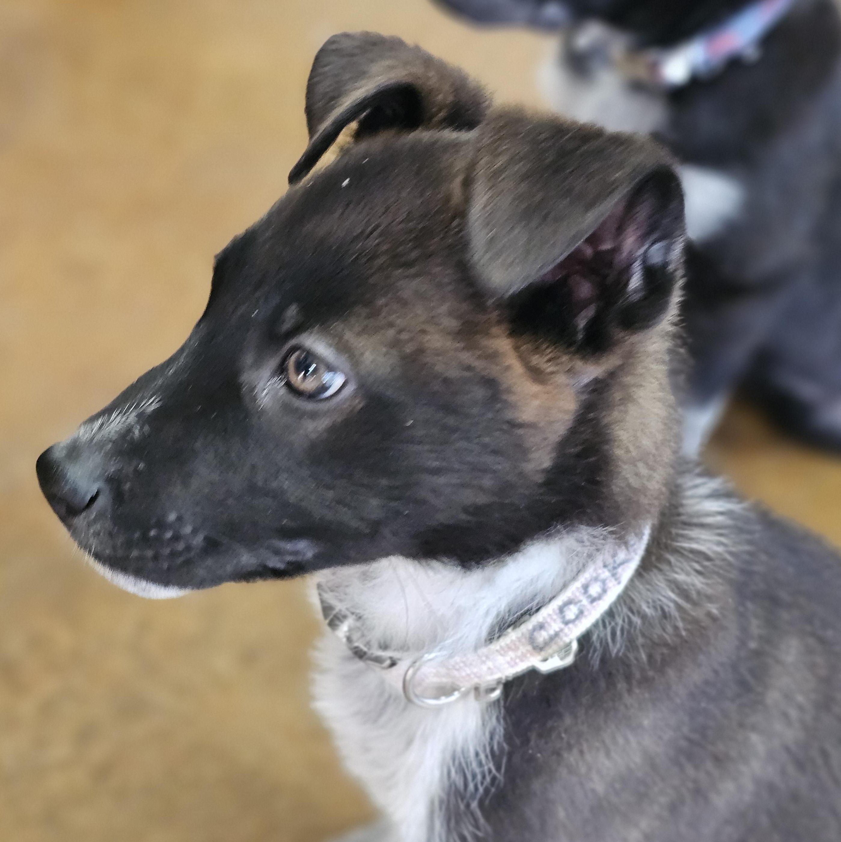 Enlarge Cookie, an adopted mixed breed in Tallahassee, FL image 5/6