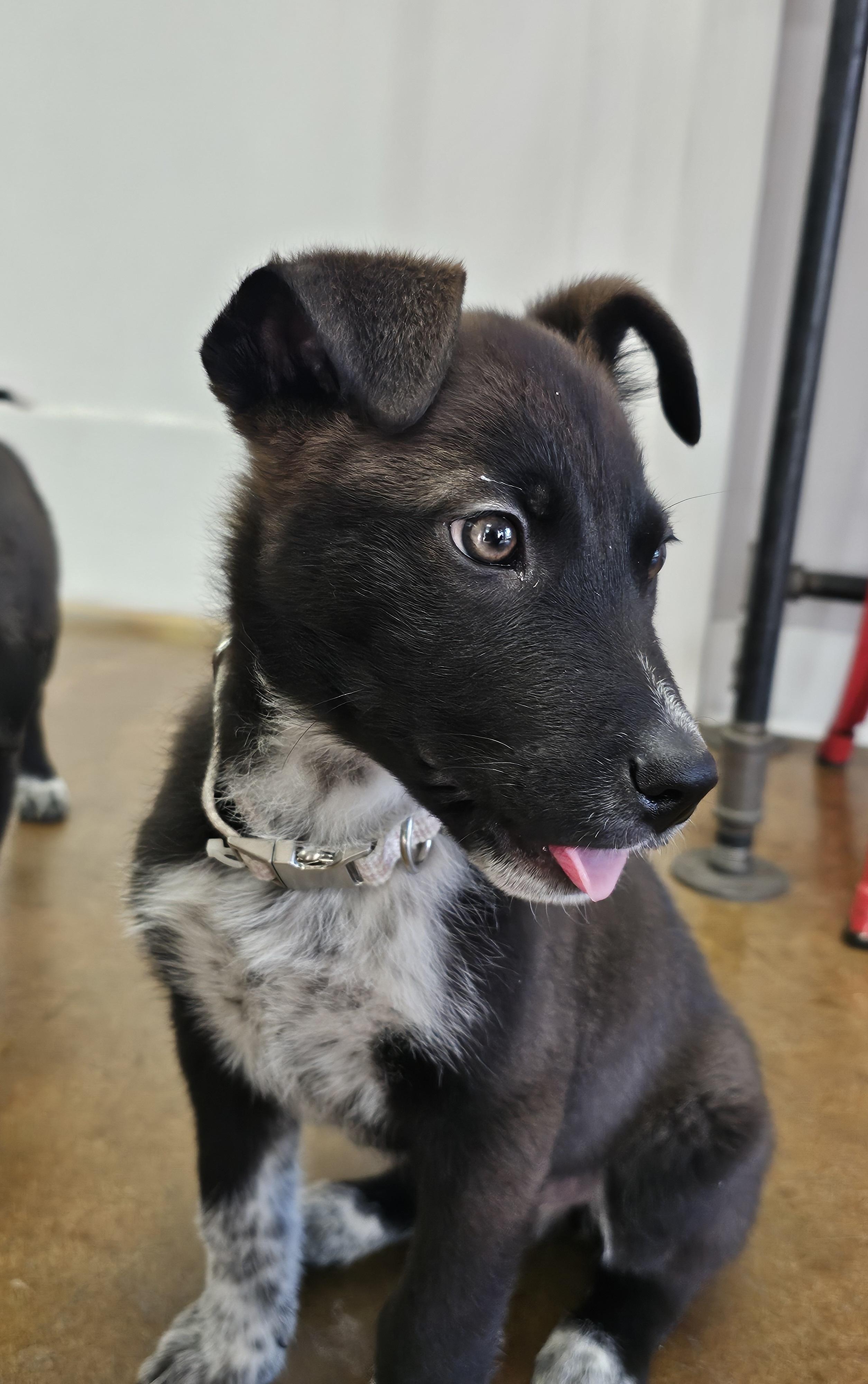Cookie, adopted, Puppy Male Border Collie & Cattle Dog.