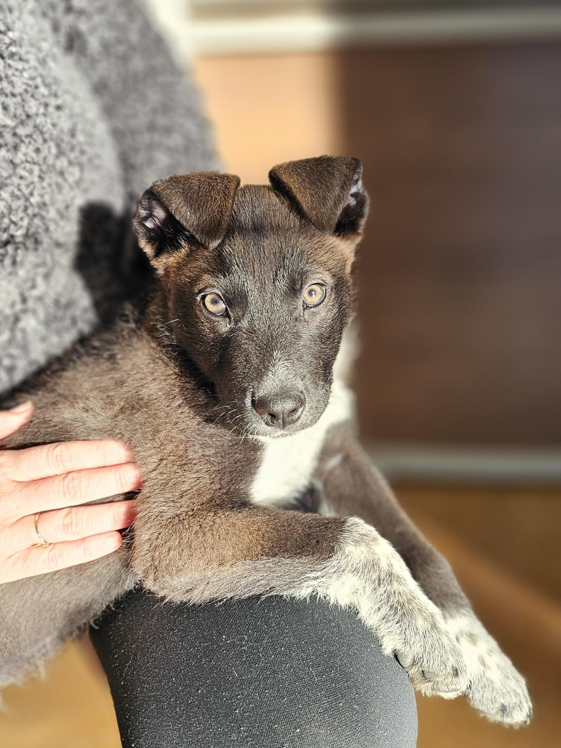 Enlarge Cookie, an adopted mixed breed in Tallahassee, FL image 2/6