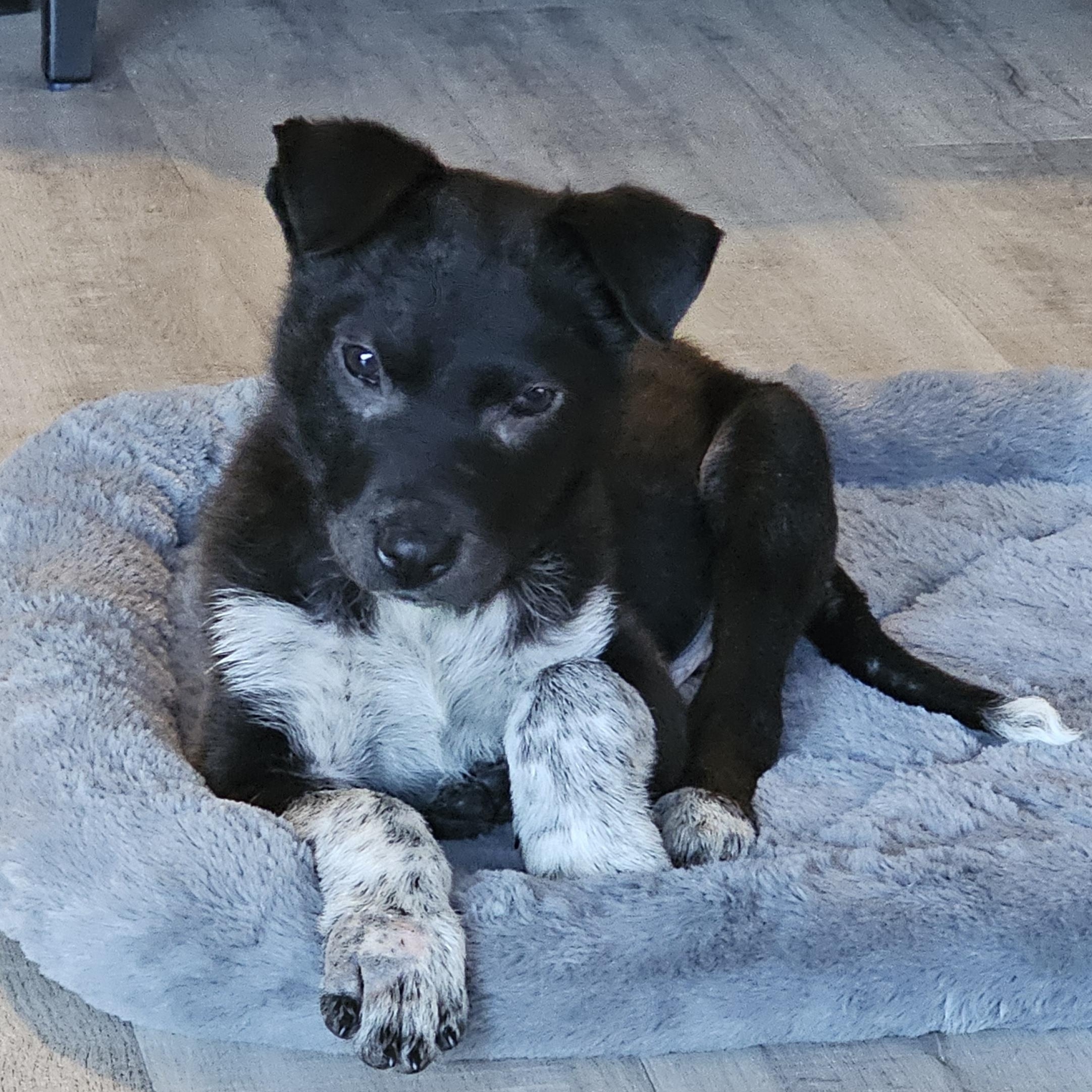 Enlarge Cookie, an adopted mixed breed in Tallahassee, FL image 4/6