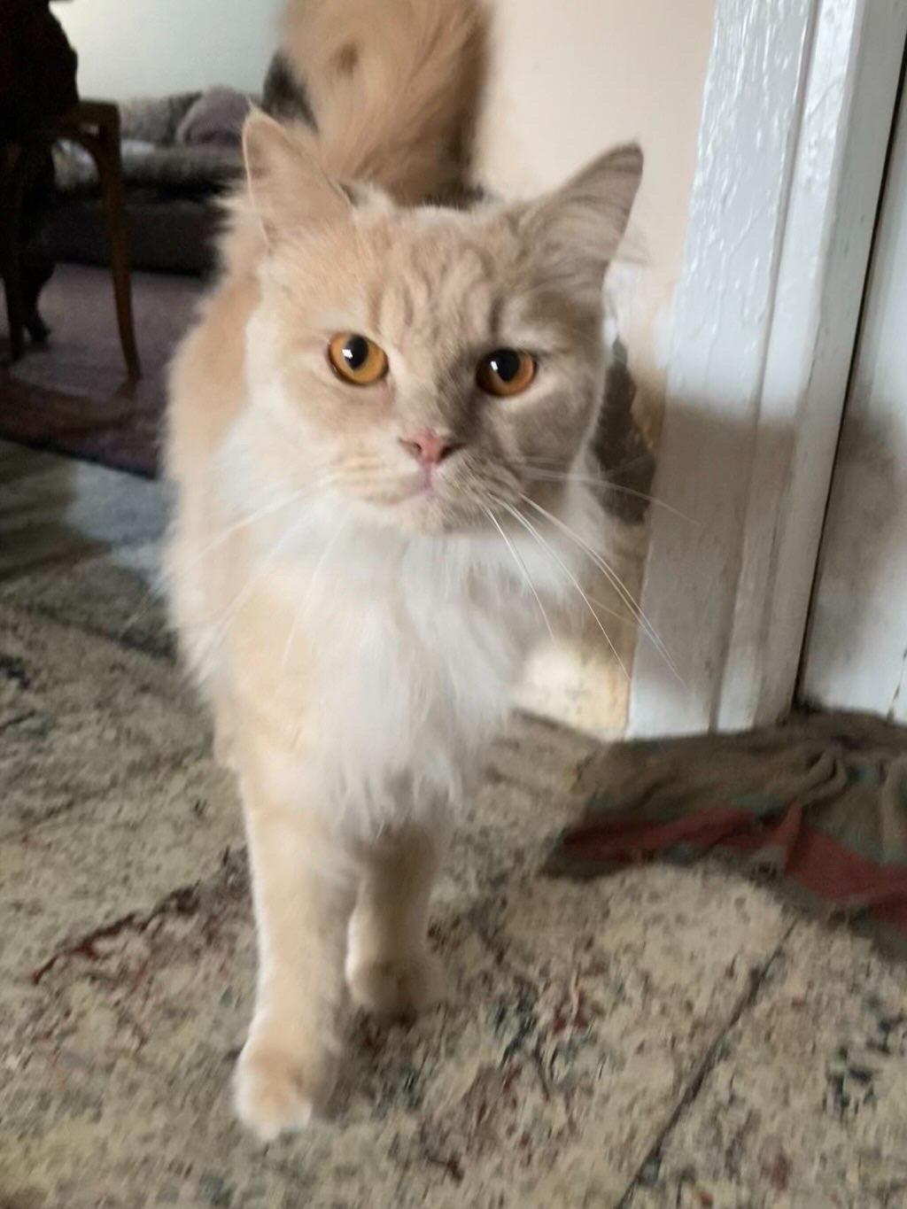 Simba