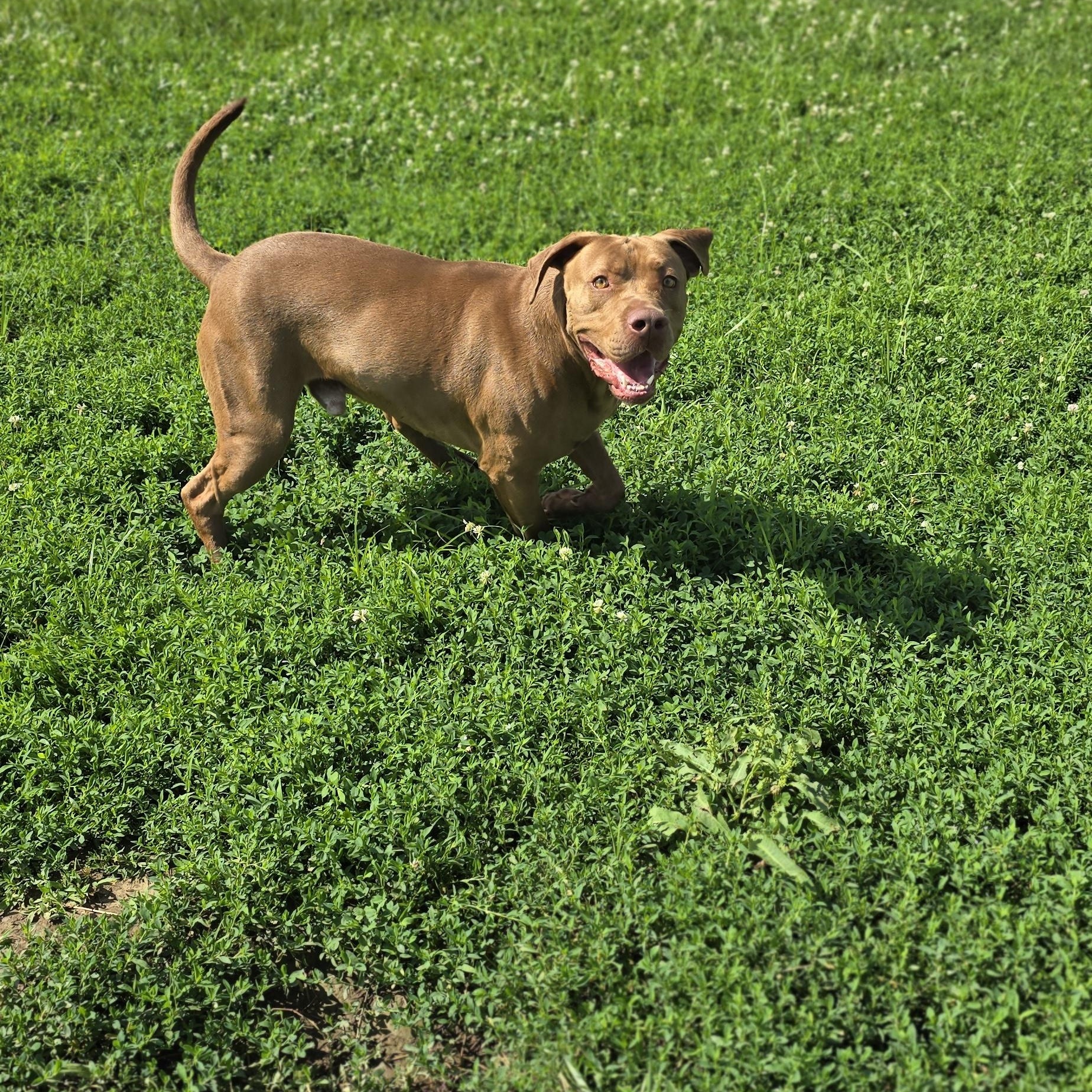 Tyson, a Adoptable mixed breed in Petersburg, IN image 2/4