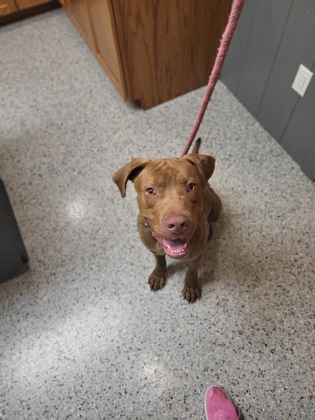 Tyson, a Adoptable mixed breed in Petersburg, IN image 4/4