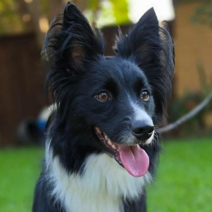 Enlarge Willow, a Adopted mixed breed in Dallas, TX image 5/6