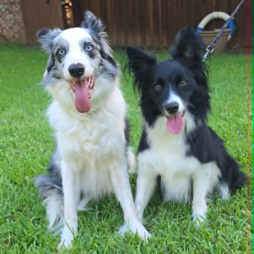 Enlarge Willow, a Adopted mixed breed in Dallas, TX image 2/6