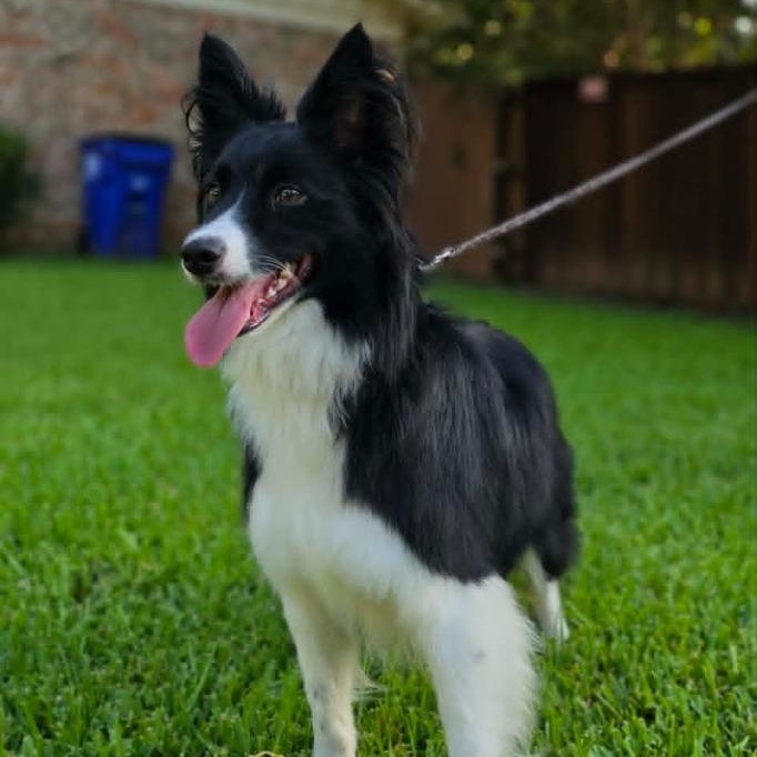 Enlarge Willow, a Adopted mixed breed in Dallas, TX image 6/6