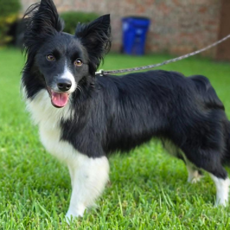 Enlarge Willow, a Adopted mixed breed in Dallas, TX image 1/6