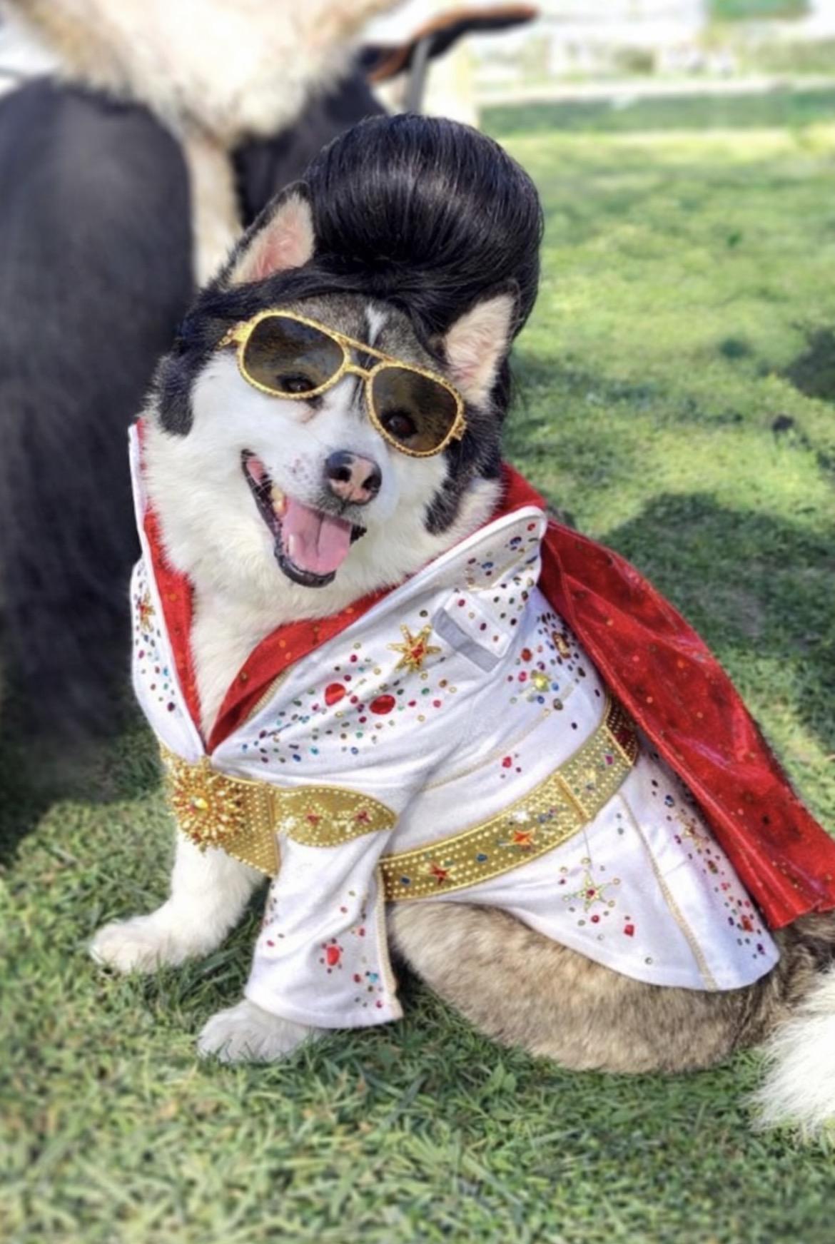 πΈπΎ Meet Elvis β the King of Hearts (and Treats!) πΎπΈ, ADOPTABLE, Young Male Pomsky.