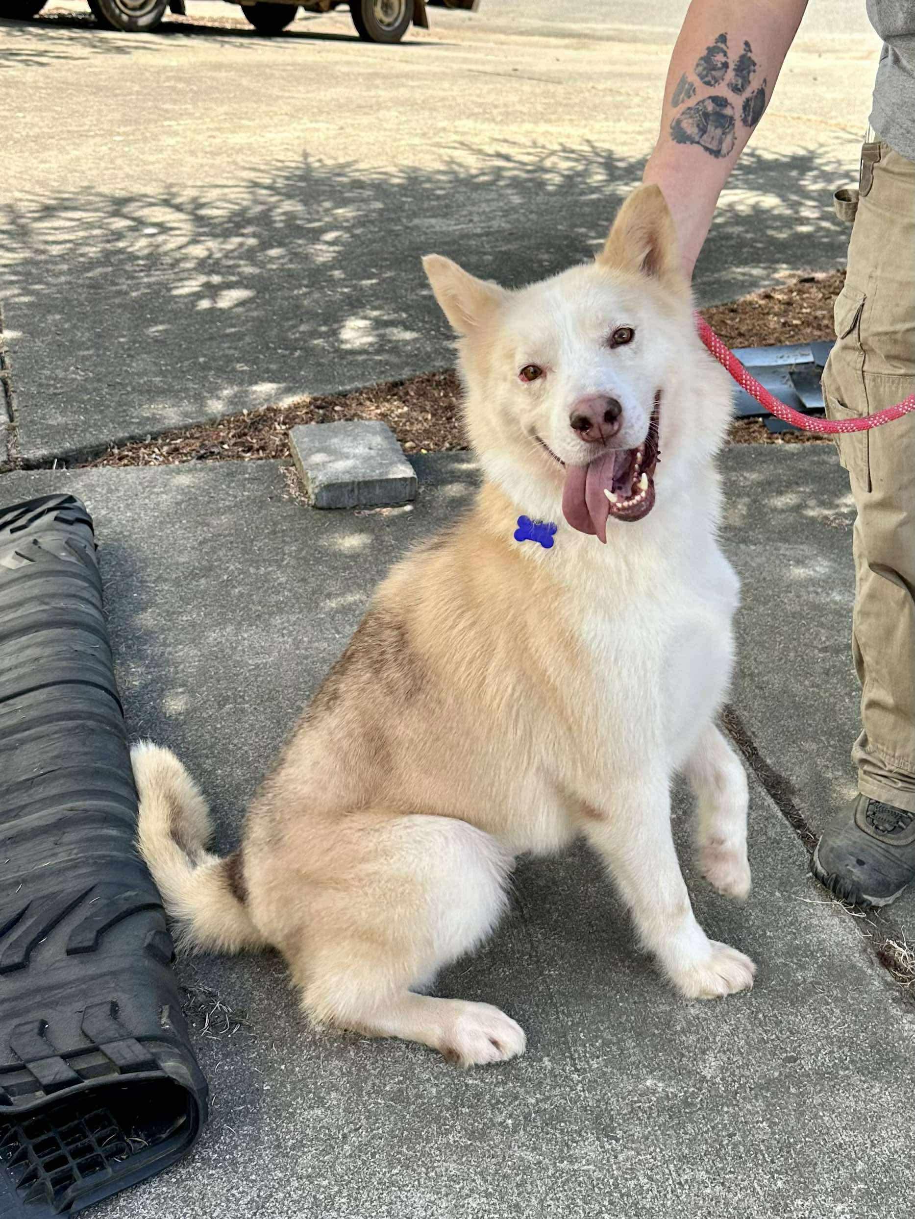 Lokie, Adoptable, Adult Male Siberian Husky & German Shepherd Dog.