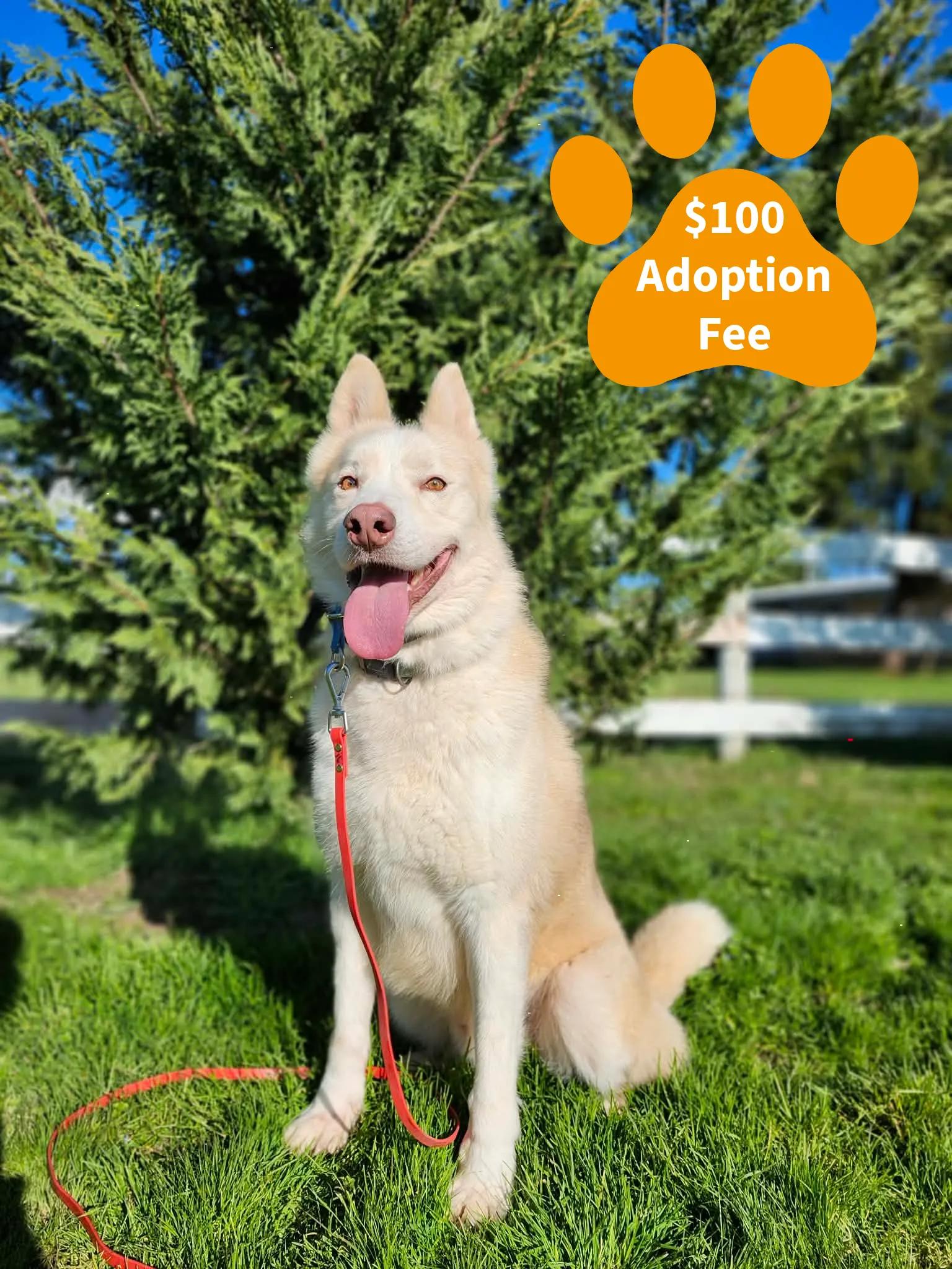 Lokie, Adoptable, Adult Male Siberian Husky & German Shepherd Dog.