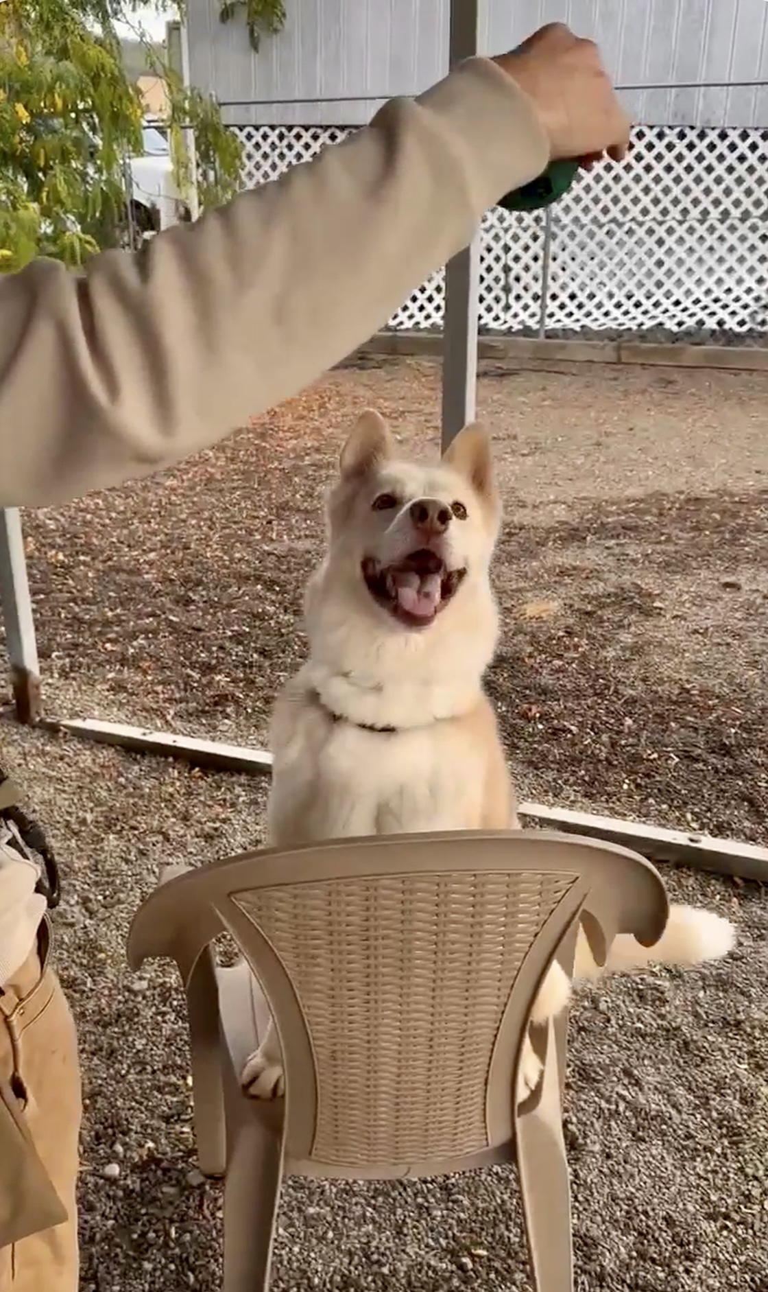 Lokie, a Adoptable mixed breed in Roseburg, OR image 4/4
