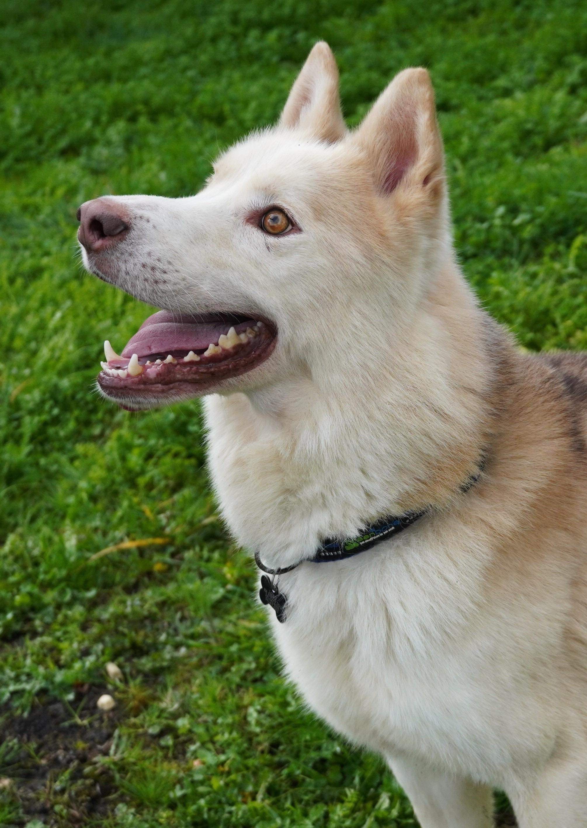 Lokie, Adoptable, Adult Male Siberian Husky & German Shepherd Dog.