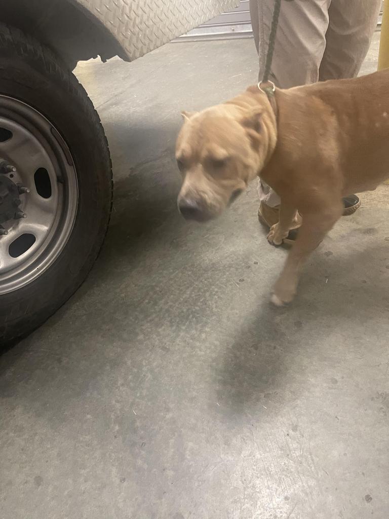 Jane/Mille, Adoptable, Adult Female Mixed Breed.