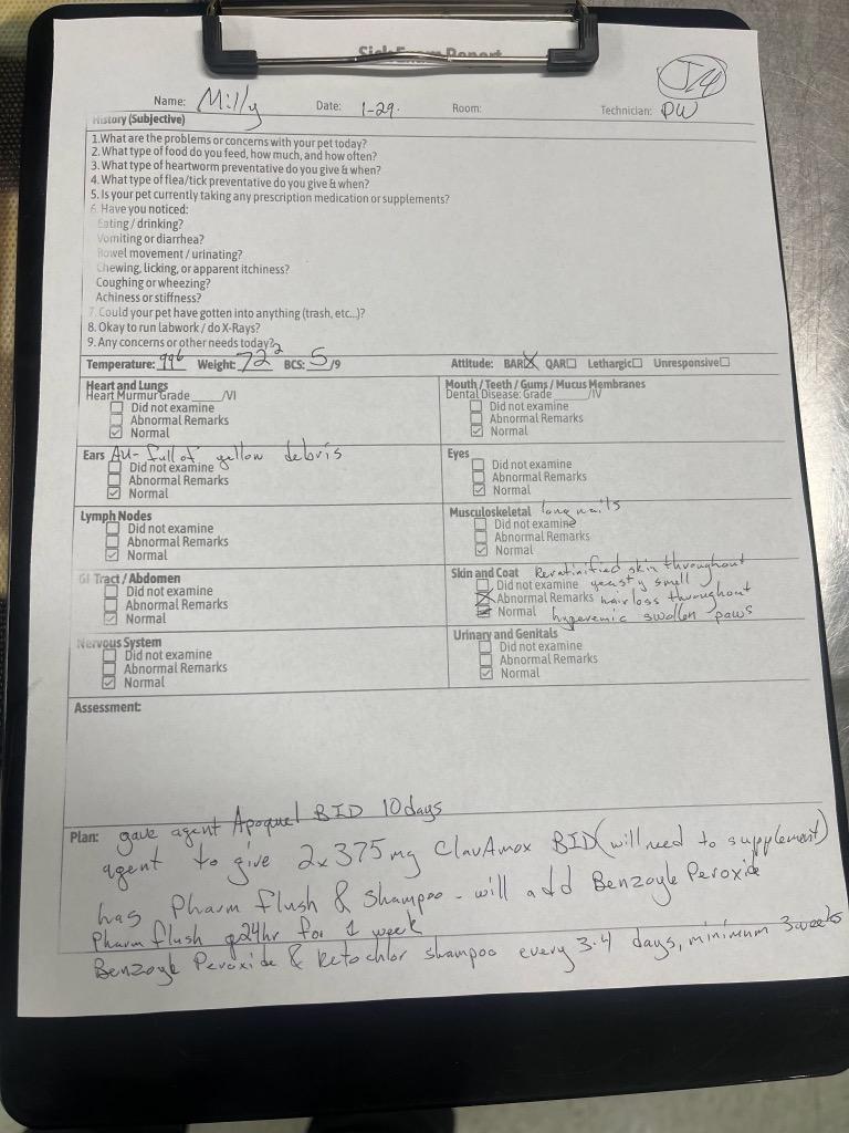 Enlarge Jane/Mille, a Adoptable mixed breed in Oxford, NC image 2/4