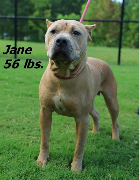 Enlarge Jane/Mille, a Adoptable mixed breed in Oxford, NC image 3/4