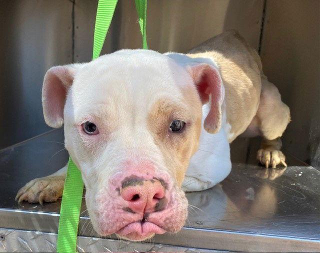 Enlarge IVY, a Adopted mixed breed in Chandler, AZ image 1/2